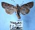  ( - BC-HAXNoctu0039)  @11 [ ] Copyright (2010) Unspecified Research Collection of Jean Haxaire