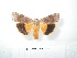  ( - BC-HAXNoctu0104)  @12 [ ] Copyright (2010) Unspecified Research Collection of Jean Haxaire