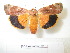  ( - BC-HAXNoctu0110)  @14 [ ] Copyright (2010) Unspecified Research Collection of Jean Haxaire