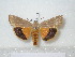  ( - BC-HAXNoctu0128)  @12 [ ] Copyright (2010) Unspecified Research Collection of Jean Haxaire