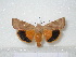  ( - BC-HAXNoctu0129)  @13 [ ] Copyright (2010) Unspecified Research Collection of Jean Haxaire