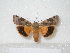  ( - BC-HAXNoctu0130)  @13 [ ] Copyright (2010) Unspecified Research Collection of Jean Haxaire