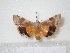  ( - BC-HAXNoctu0133)  @12 [ ] Copyright (2010) Unspecified Research Collection of Jean Haxaire
