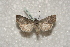  ( - BC-HAXNoctu0199)  @12 [ ] Copyright (2010) Unspecified Research Collection of Jean Haxaire