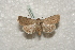  ( - BC-HAXNoctu0225)  @12 [ ] Copyright (2010) Unspecified Research Collection of Jean Haxaire
