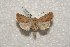  ( - BC-HAXNoctu0226)  @12 [ ] Copyright (2010) Unspecified Research Collection of Jean Haxaire