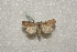  ( - BC-HAXNoctu0230)  @12 [ ] Copyright (2010) Unspecified Research Collection of Jean Haxaire