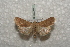  ( - BC-HAXNoctu0266)  @12 [ ] Copyright (2010) Unspecified Research Collection of Jean Haxaire