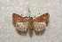  ( - BC-HAXNoctu0267)  @14 [ ] Copyright (2010) Unspecified Research Collection of Jean Haxaire