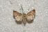  ( - BC-HAXNoctu0270)  @12 [ ] Copyright (2010) Unspecified Research Collection of Jean Haxaire