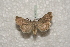  ( - BC-HAXNoctu0272)  @13 [ ] Copyright (2010) Unspecified Research Collection of Jean Haxaire