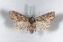  ( - BC-HAXNoctu0320)  @14 [ ] CreativeCommons - Attribution Non-Commercial (2011) J. J. Haxaire Museum National Histoire Naturelle Paris
