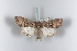  ( - BC-HAXNoctu0322)  @13 [ ] CreativeCommons - Attribution Non-Commercial (2011) J. J. Haxaire Museum National Histoire Naturelle Paris