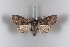  ( - BC-HAXNoctu0325)  @13 [ ] CreativeCommons - Attribution Non-Commercial (2011) J. J. Haxaire Museum National Histoire Naturelle Paris
