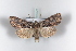  ( - BC-HAXNoctu0328)  @11 [ ] CreativeCommons - Attribution Non-Commercial (2011) J. J. Haxaire Museum National Histoire Naturelle Paris
