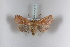 ( - BC-HAXNoctu0344)  @14 [ ] CreativeCommons - Attribution Non-Commercial (2011) J. J. Haxaire Museum National Histoire Naturelle Paris