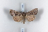 ( - BC-HAXNoctu0398)  @13 [ ] CreativeCommons - Attribution Non-Commercial (2011) J. J. Haxaire Museum National Histoire Naturelle Paris