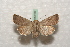  ( - BC-HAXNoctu0480)  @14 [ ] Copyright (2010) Unspecified Research Collection of Jean Haxaire