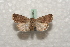  ( - BC-HAXNoctu0484)  @12 [ ] Copyright (2010) Unspecified Research Collection of Jean Haxaire