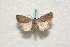  ( - BC-HAXNoctu0485)  @12 [ ] Copyright (2010) Unspecified Research Collection of Jean Haxaire