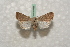  ( - BC-HAXNoctu0488)  @12 [ ] Copyright (2010) Unspecified Research Collection of Jean Haxaire