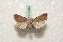  ( - BC-HAXNoctu0496)  @12 [ ] Copyright (2010) Unspecified Research Collection of Jean Haxaire