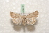  ( - BC-HAXNoctu0498)  @13 [ ] Copyright (2010) Unspecified Research Collection of Jean Haxaire