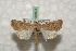 ( - BC-HAXNoctu0541)  @13 [ ] Copyright (2010) Unspecified Research Collection of Jean Haxaire