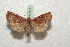 ( - BC-HAXNoctu0542)  @14 [ ] Copyright (2010) Unspecified Research Collection of Jean Haxaire