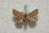  ( - BC-HAXNoctu0564)  @14 [ ] Copyright (2010) Unspecified Research Collection of Jean Haxaire