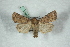  ( - BC-HAXNoctu0565)  @13 [ ] Copyright (2019) Jean Haxaire Research Collection of Jean Haxaire