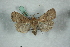  ( - BC-HAXNoctu0566)  @13 [ ] Copyright (2019) Jean Haxaire Research Collection of Jean Haxaire