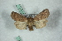  ( - BC-HAXNoctu0567)  @13 [ ] Copyright (2019) Jean Haxaire Research Collection of Jean Haxaire