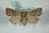  ( - BC-HAXNoctu0571)  @13 [ ] Copyright (2019) Jean Haxaire Research Collection of Jean Haxaire