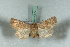  ( - BC-HAXNoctu0577)  @13 [ ] Copyright (2019) Jean Haxaire Research Collection of Jean Haxaire