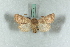  ( - BC-HAXNoctu0578)  @13 [ ] Copyright (2019) Jean Haxaire Research Collection of Jean Haxaire