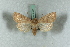  ( - BC-HAXNoctu0580)  @13 [ ] Copyright (2019) Jean Haxaire Research Collection of Jean Haxaire