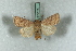 ( - BC-HAXNoctu0582)  @11 [ ] Copyright (2019) Jean Haxaire Research Collection of Jean Haxaire