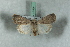  ( - BC-HAXNoctu0596)  @14 [ ] Copyright (2019) Jean Haxaire Research Collection of Jean Haxaire