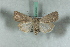  ( - BC-HAXNoctu0597)  @14 [ ] Copyright (2019) Jean Haxaire Research Collection of Jean Haxaire