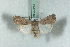  ( - BC-HAXNoctu0598)  @14 [ ] Copyright (2019) Jean Haxaire Research Collection of Jean Haxaire