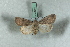  ( - BC-HAXNoctu0600)  @14 [ ] Copyright (2019) Jean Haxaire Research Collection of Jean Haxaire
