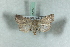  ( - BC-HAXNoctu0601)  @11 [ ] Copyright (2019) Jean Haxaire Research Collection of Jean Haxaire