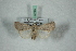  (Caradrina proxima - BC-HAXNoctu0628)  @11 [ ] Copyright (2019) Jean Haxaire Research Collection of Jean Haxaire