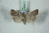  (Caradrina noctivaga - BC-HAXNoctu0632)  @14 [ ] Copyright (2019) Jean Haxaire Research Collection of Jean Haxaire