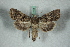  ( - BC-HAXNoctu0642)  @11 [ ] Copyright (2019) Jean Haxaire Research Collection of Jean Haxaire