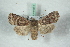  ( - BC-HAXNoctu0651)  @11 [ ] Copyright (2019) Jean Haxaire Research Collection of Jean Haxaire