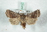  ( - BC-HAXNoctu0652)  @11 [ ] Copyright (2019) Jean Haxaire Research Collection of Jean Haxaire