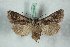  ( - BC-HAXNoctu0655)  @11 [ ] Copyright (2019) Jean Haxaire Research Collection of Jean Haxaire
