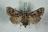  ( - BC-HAXNoctu0656)  @11 [ ] Copyright (2019) Jean Haxaire Research Collection of Jean Haxaire